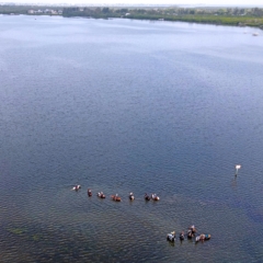 Aerial photo of people riding horses in the bay