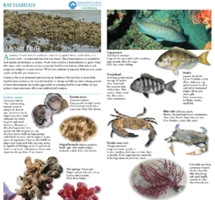 Field Guide Bay Habitats Oyster Beds