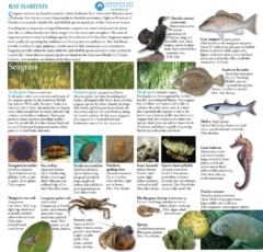 Field Guide Bay Habitats Seagrasses