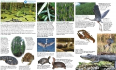 Field Guide Wetlands Habitats Freshwater