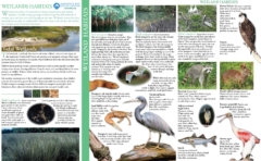 Field Guide Wetlands Habitats - Tidal