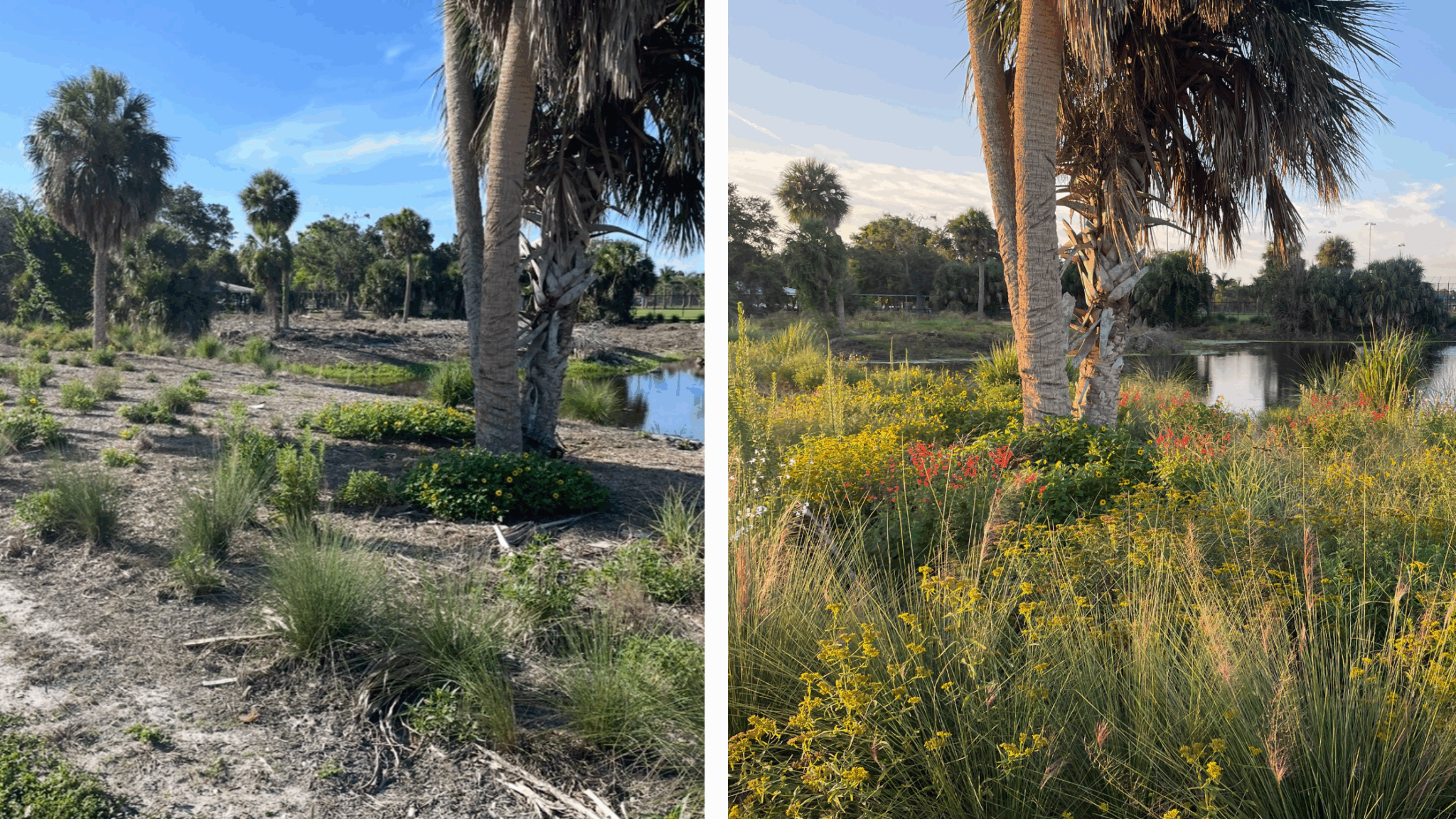 A pond before and after the surrounding flowering plants have grown in